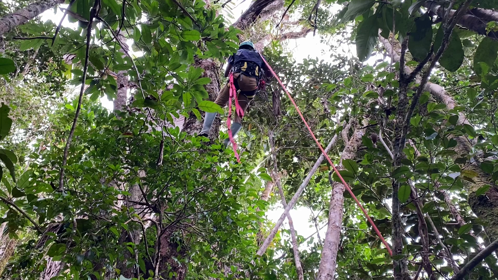 Hasina Rabe seilt sich auf Madagaskar aus einer Baumkrone ab.