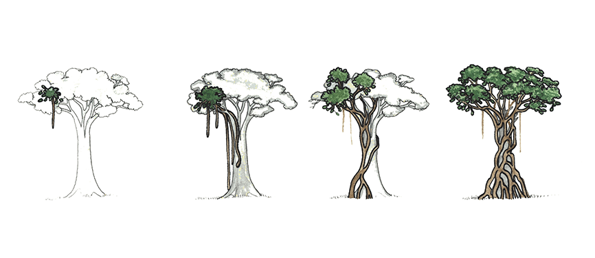 Illustration Wachstumsstadien