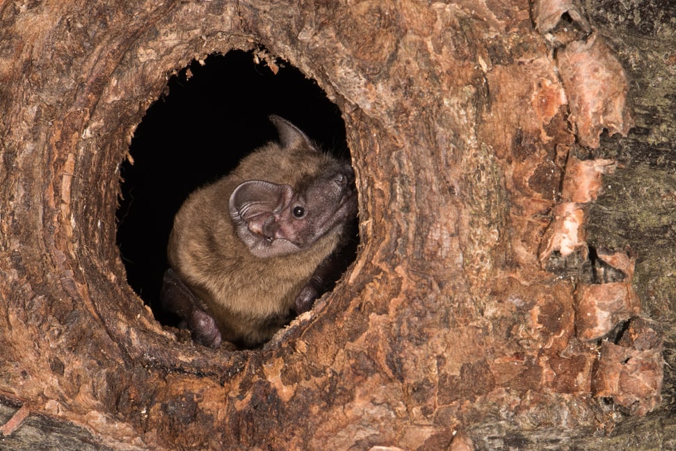 Grosser Abendsegler (Fledermaus).