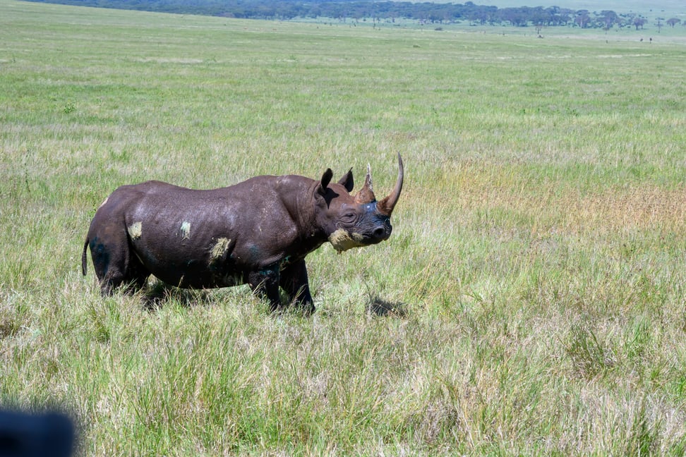 Spitzmaulnashorn "Lucky" nach Behandlung in Lewa.