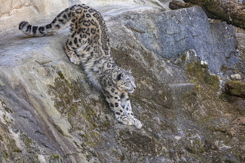 Schneeleopardenweibchen Saida im Zoo Zürich.