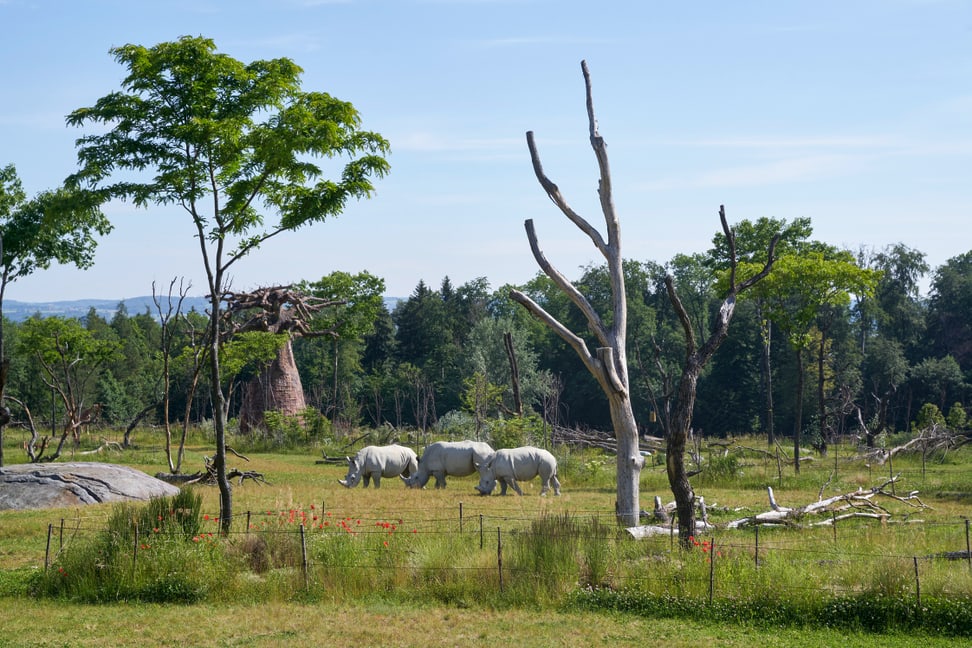Südliche Breitmaulnashörner in der Lewa Savanne des Zoo Zürich.