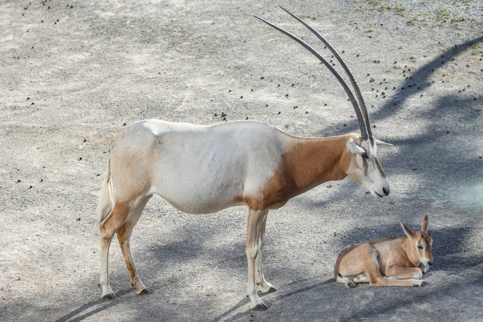 Säbelantilope