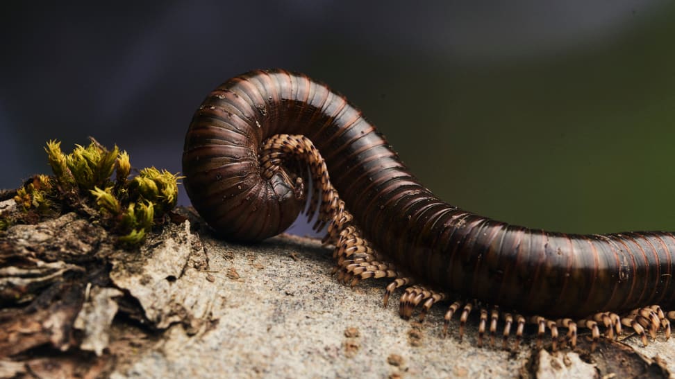 Afrikanischer Oliventausendfüsser im Insektenwald des Zoo Zürich.
