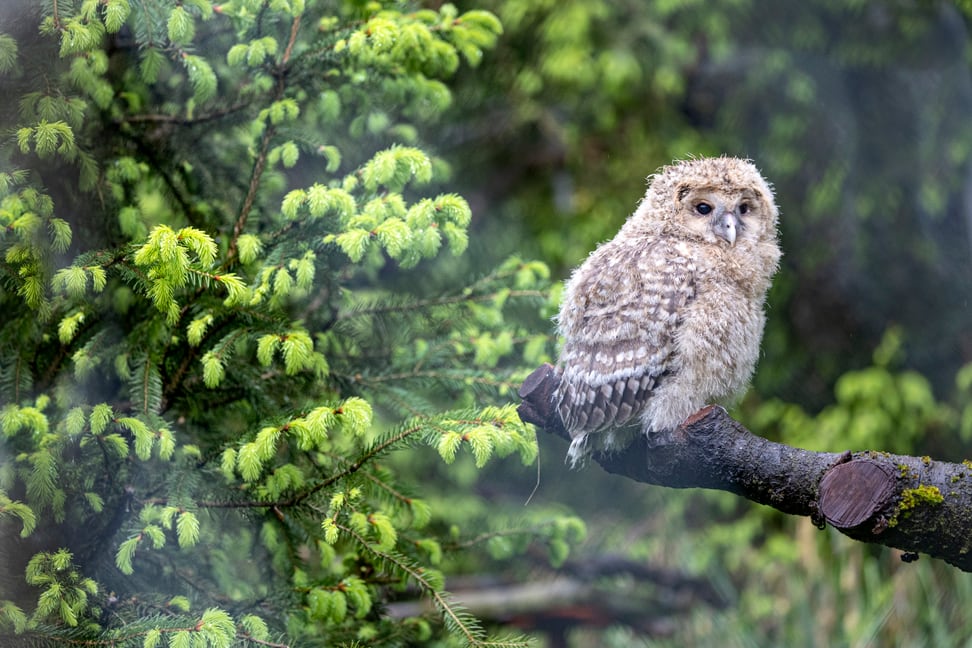Junger Habichtskauz im Zoo Zürich.