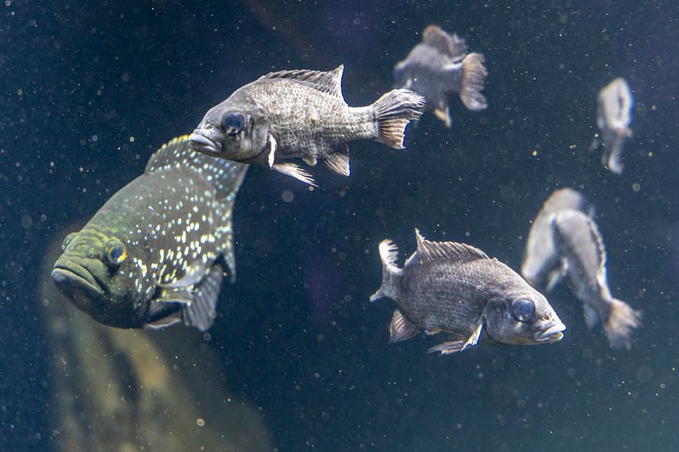Marakeli- und Mangarahara-Buntbarsch im Zoo Zürich.