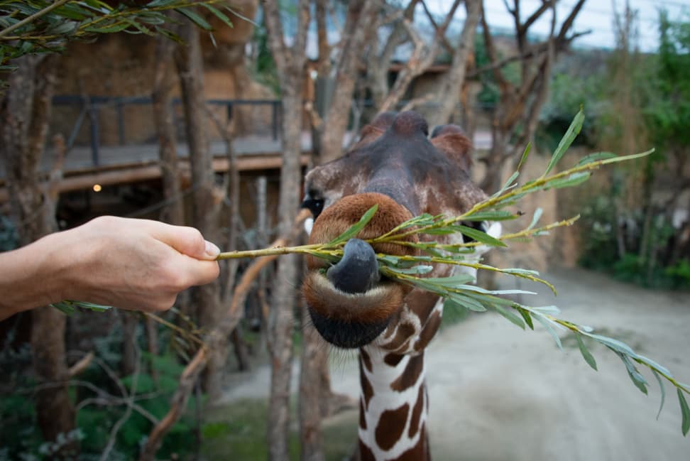 Fütterung der Netzgiraffen in der Lewa Savanne des Zoo Zürich.