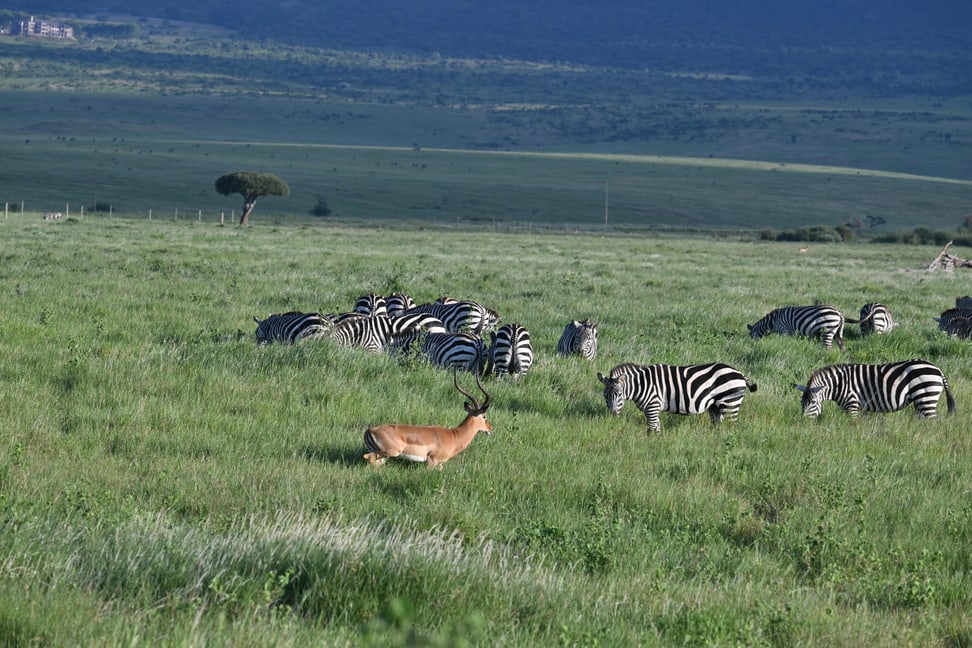 Zebras und ?? im Schutzgebiet Lewa.