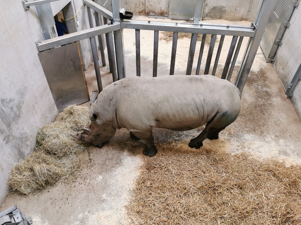Der Breitmaulnashornbulle Kimba in der Quarantänebox.