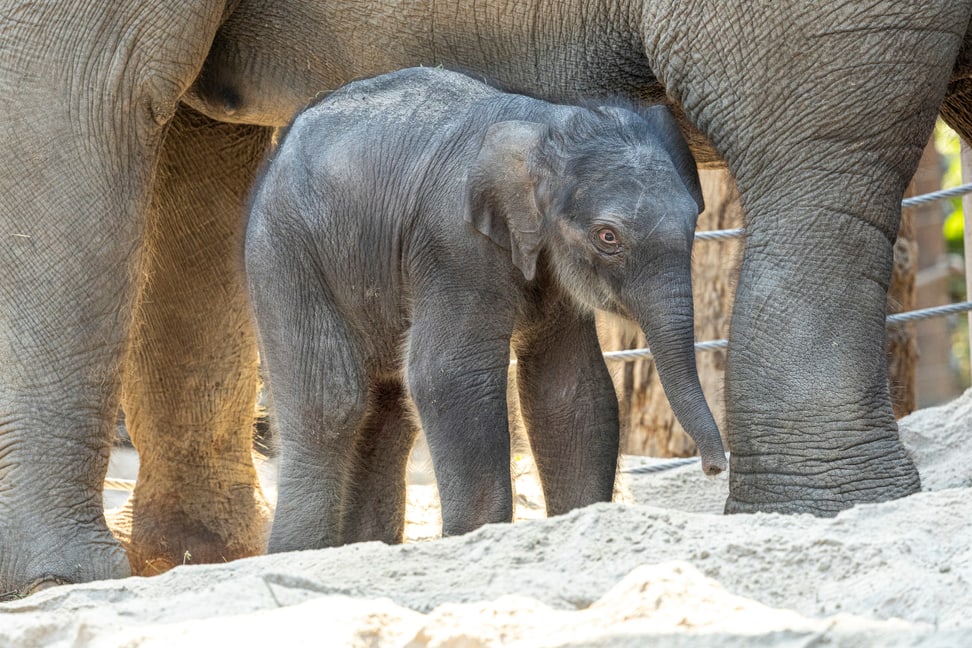 Elefanten-Jungtier im Zoo Zürich