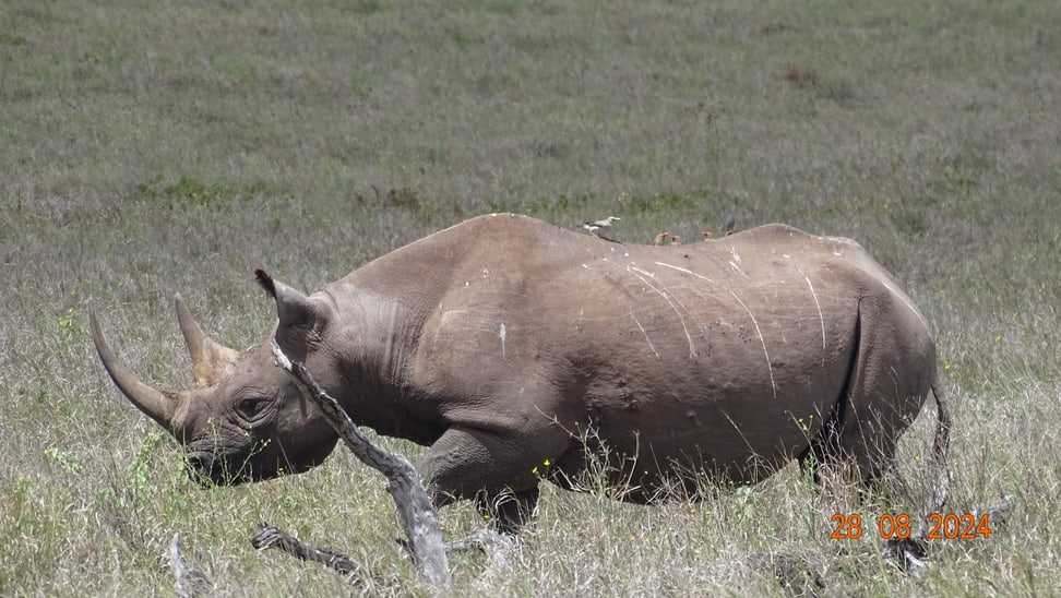 Nashorn Lucky unterwegs in Lewa.