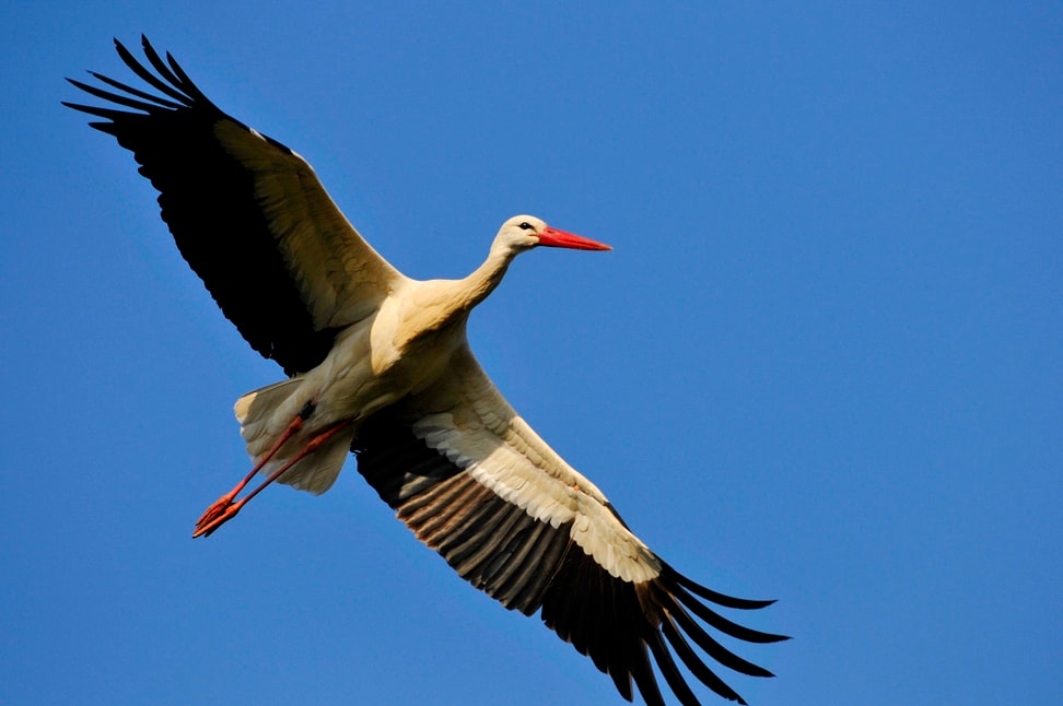 Europäischer Weissstorch im Zoo Zürich.