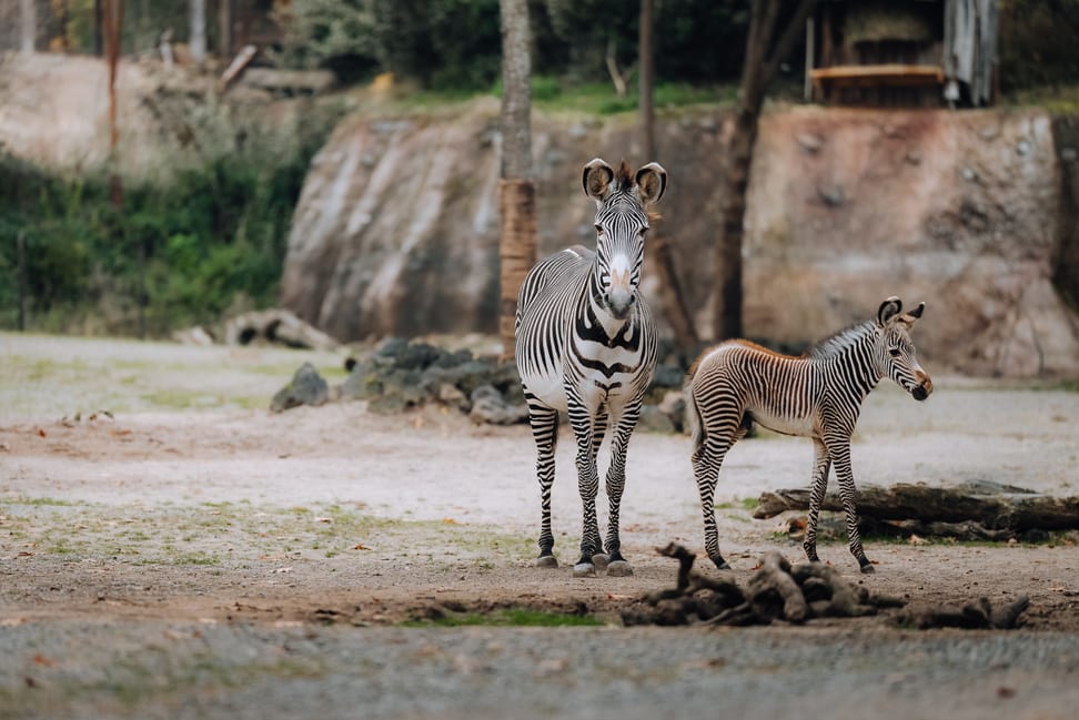 Grevyzebra mit Fohlen in der Lewa Savanne des Zoo Zürich im Oktober 2025.