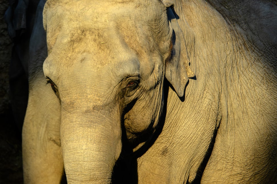 Elefantenweibchen Ceyla-Himali im Zoo Zürich