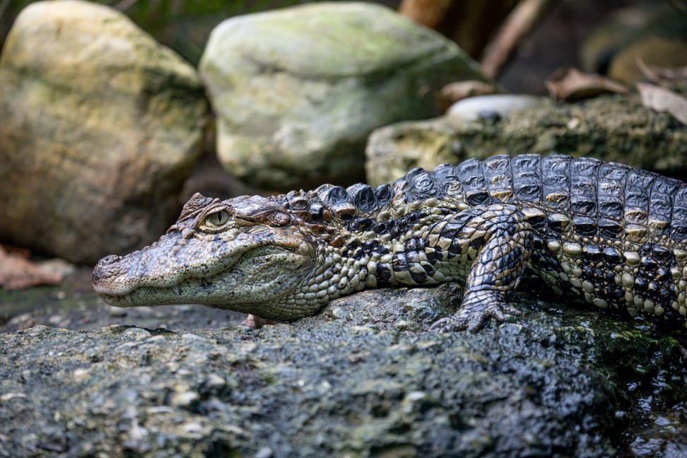 Breitschnauzenkaiman im Exotarium des Zoo Zürich.