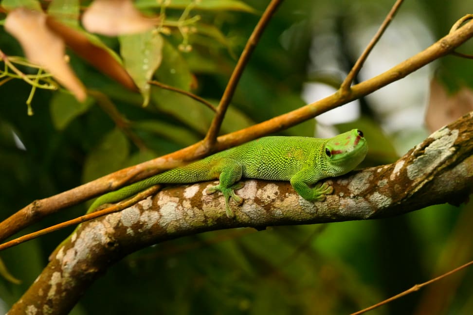Grosser Madagaskar-Taggecko im Masoala Regenwald im Zoo Zürich.