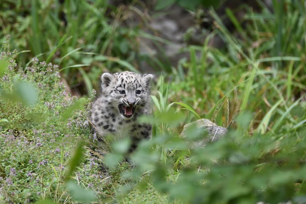 Junger Schneeleopard im Zoo Zürich.