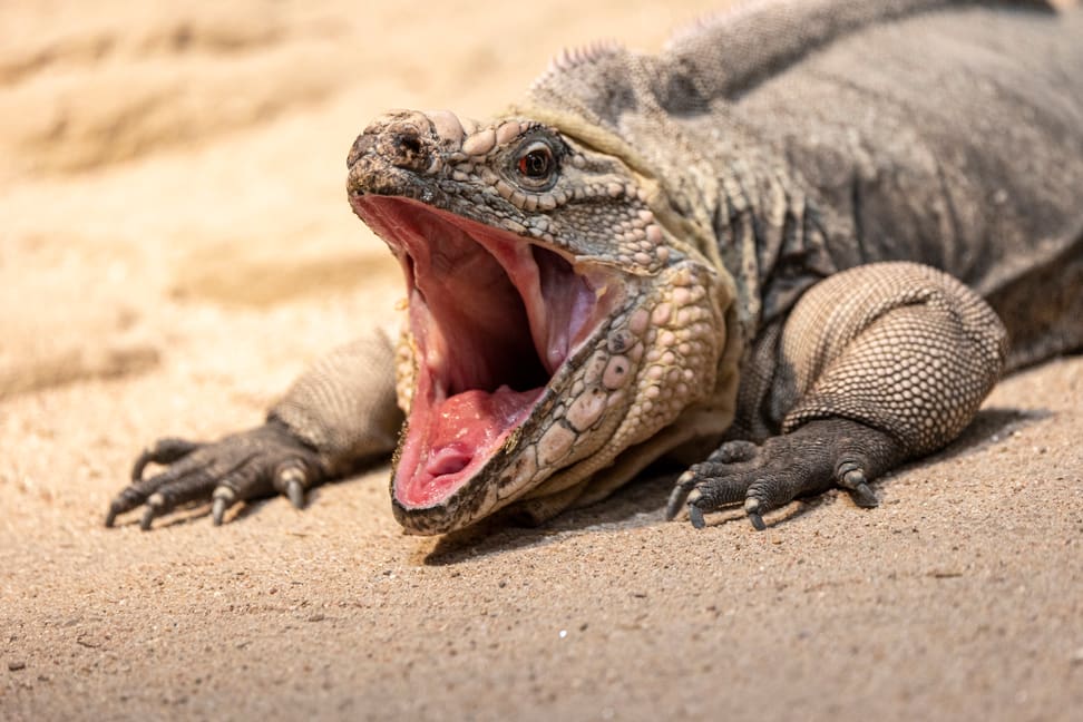 Exuma-Wirtelschwanzleguan mit offenem Maul. 
