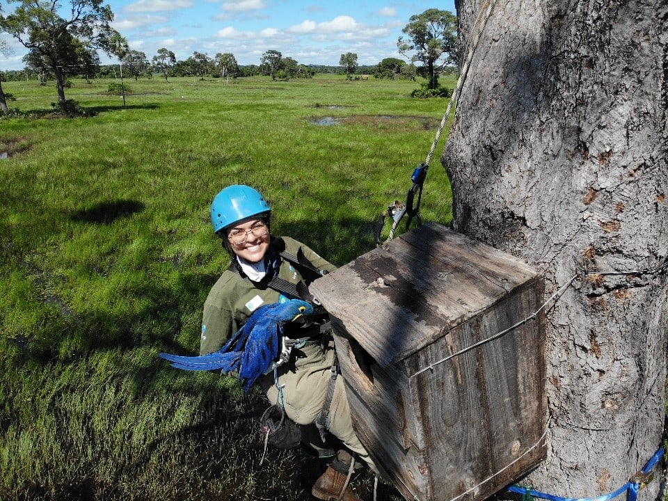 Conservation Fellow Fernanda Mussi Fontoura, Feldkoordinatorin am Institut Arara Azul. 