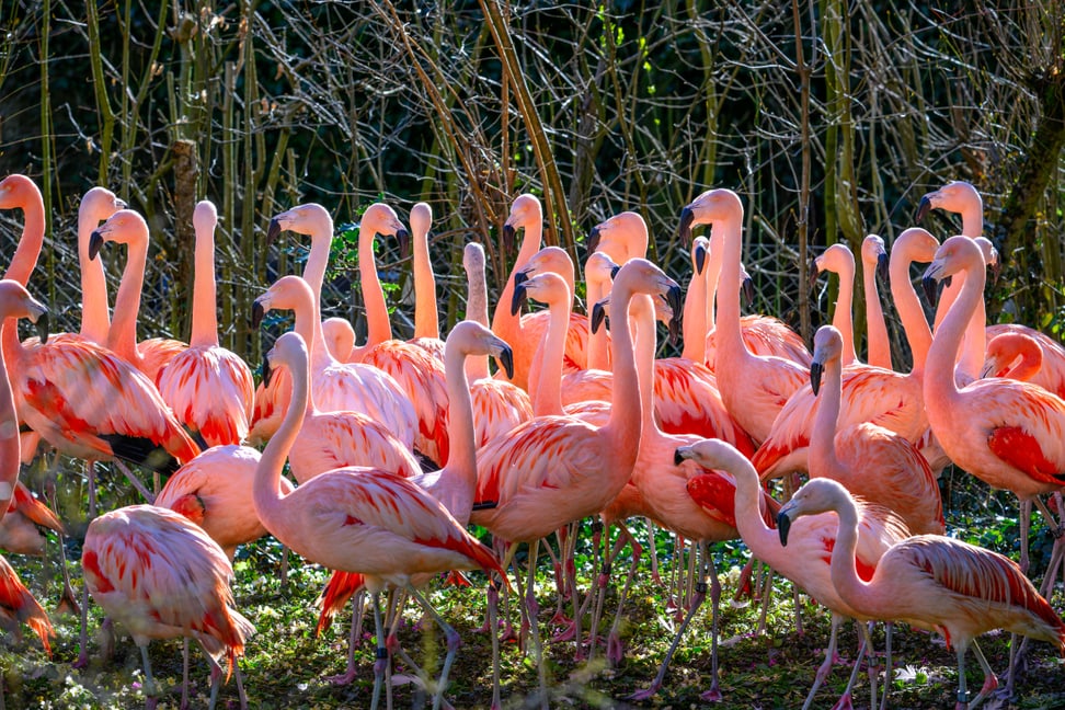 Chileflamingos in ihrer provisorischen Anlage auf der Vogelwiese.