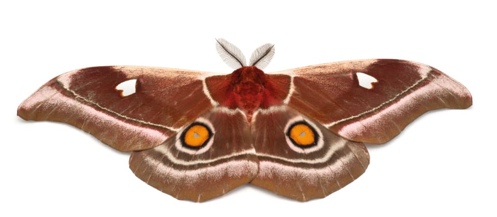 Nachtfalter Bunaea aslauga Kirby, 1877, aus dem Buch Magic Eyes of Madagascar von Armin Dett.