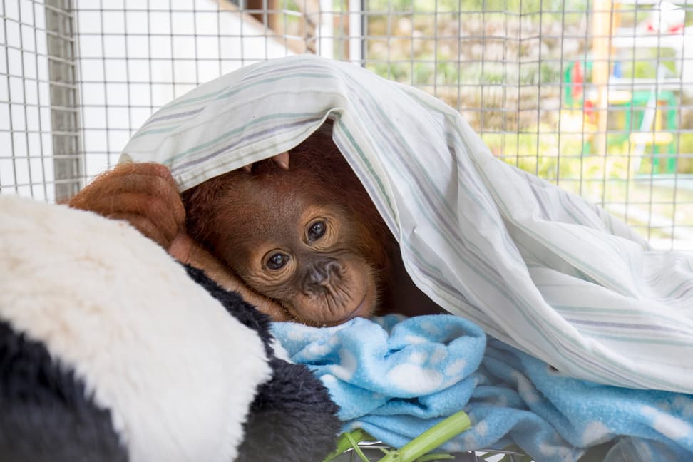 Sumatra Pflegestation Orang-Utan
