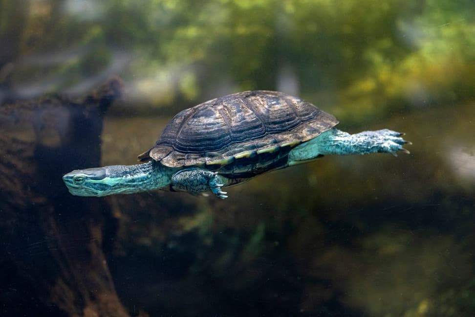 Annam Bachschildkröte im Zoo Zürich.