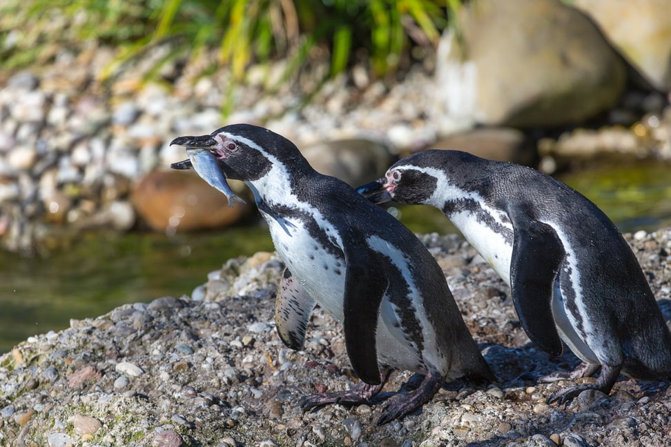 Humboldtpinguine im Zoo Zürich.