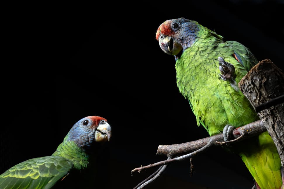 Rotschwanzamazonen im Zoo Zürich.