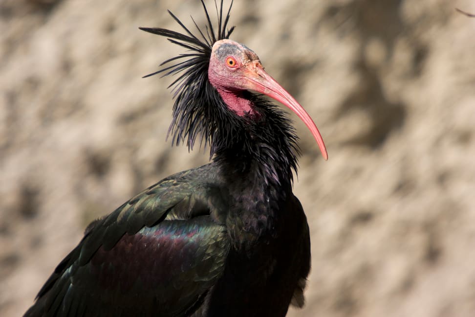 Waldrapp im Zoo Zürich