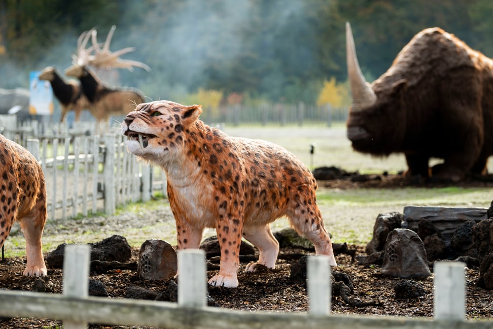 Smilodon in der Eiszeitausstellung «Kaltgestellt» im Zoo Zürich.