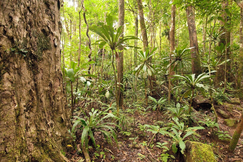 Blick in den Masoala Regenwald auf Madagaskar.
