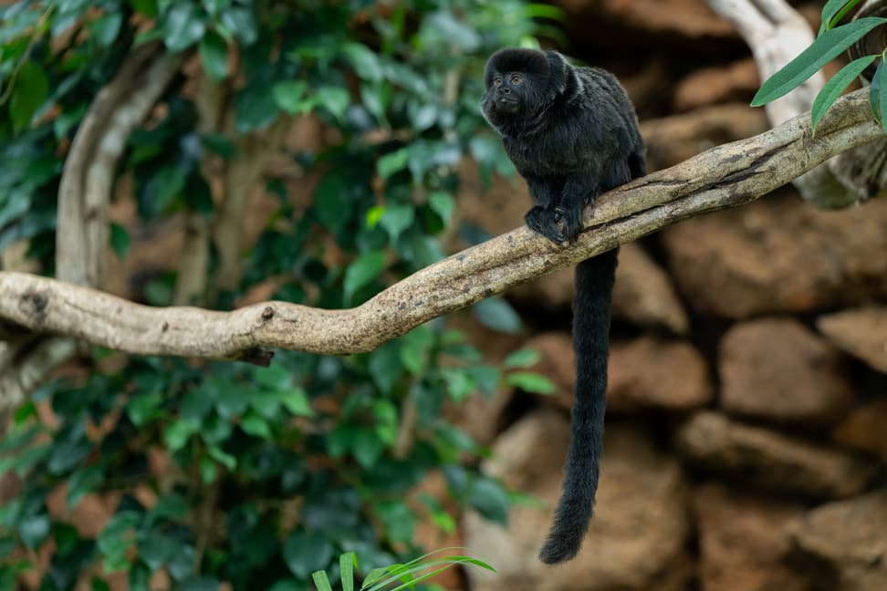 Springtamarin im Zoo Zürich.