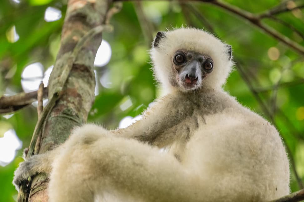 Seiden-Sifaki auf Madagaskar. 