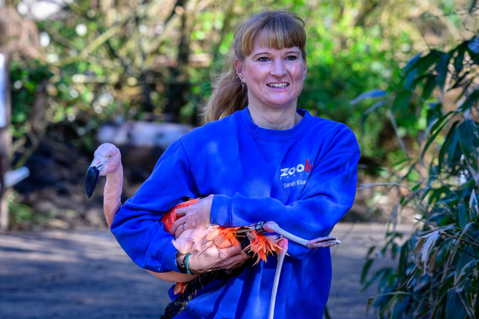 Eine Tierpflegerin des Zoo Zürich transportiert einen Chileflamingo in die Vogelwiese.