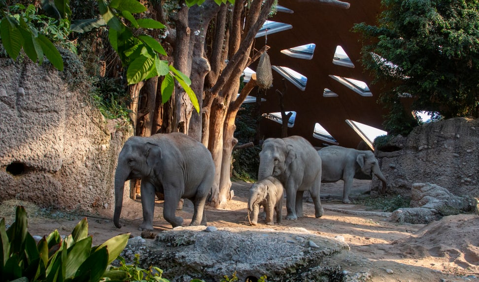Asiatische Elefanten Omysha, Umesh, Chandra und Indi im Kaeng Krachan Elefantenpark des Zoo Zürich.