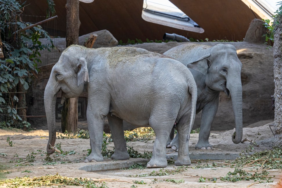 Farha (hinten) mit ihrer Schwester Panang im Kaeng Krachan Elefantenpark des Zoo Zürich.