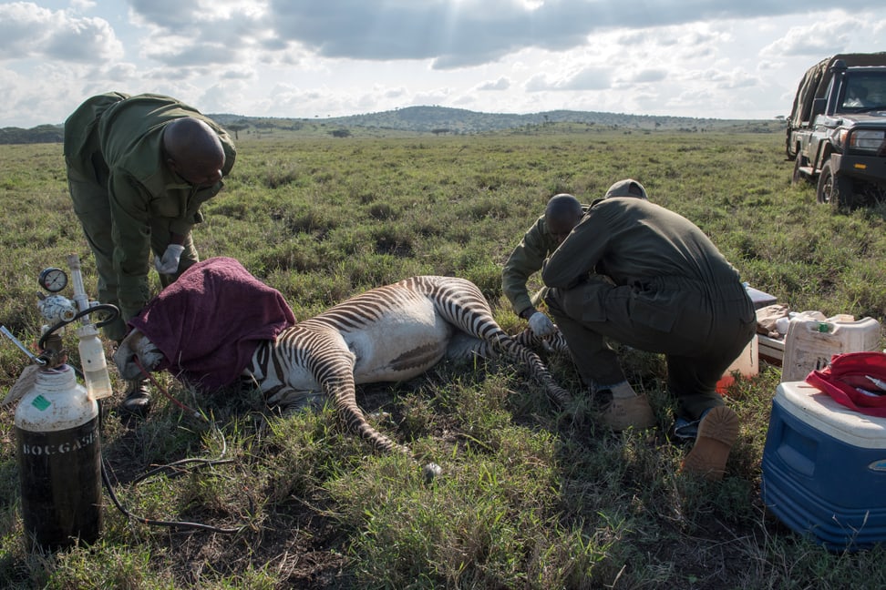 Tierarzt Matthew Mutinda verarztet im Lewa Wildlife Conservancy ein Grevyzebra.