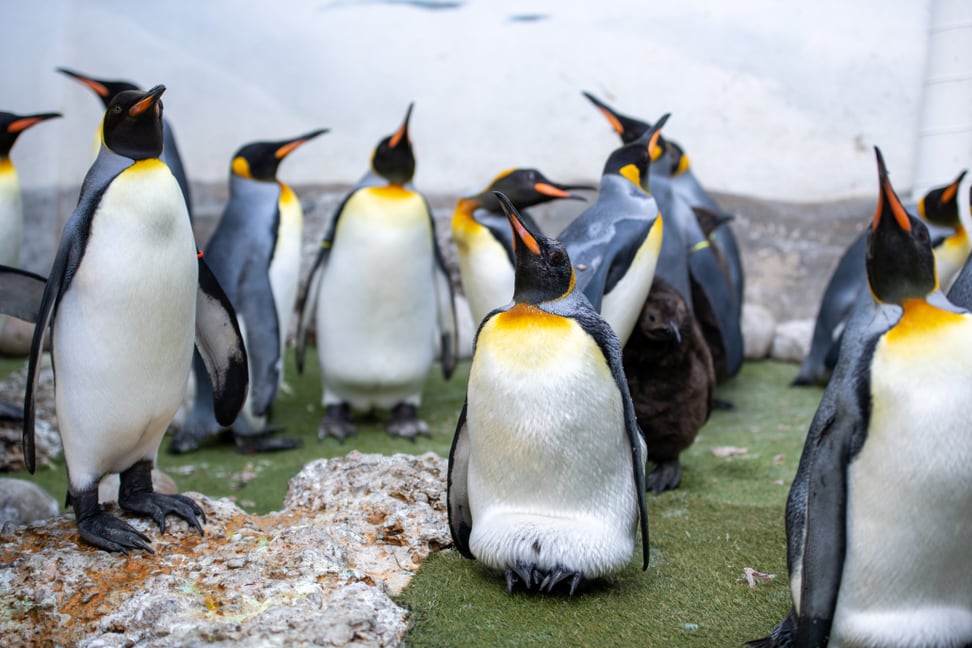 Königspinguine