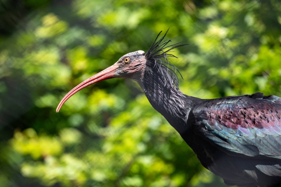 Waldrapp im Zoo Zürich.