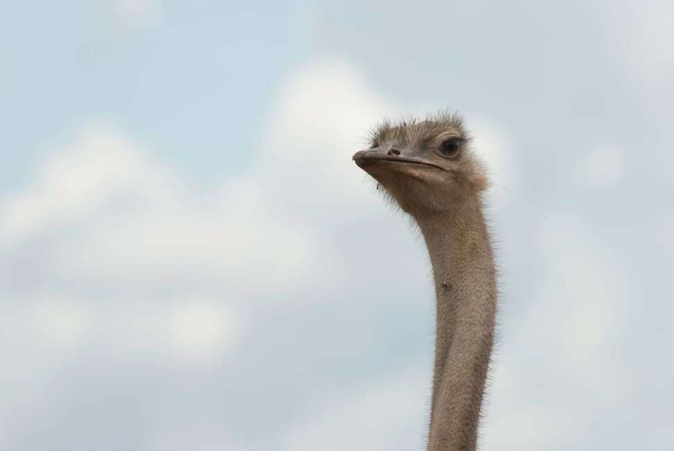 Vogel Strauss im Lewa Wildlife Conservancy in Kenia.