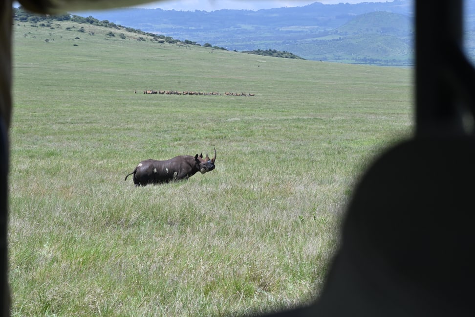 «Lucky» nach Tierarzt-Einsatz.