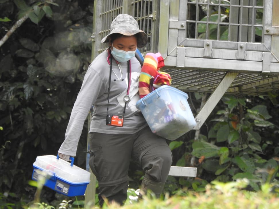 Conservation Fellow Rosa Yaneswara, Tierärztin im SOCP.