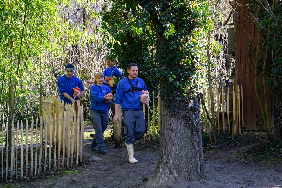 Tierpfleger*innen des Zoo Zürich transportiert Chileflamingos in die Vogelwiese.