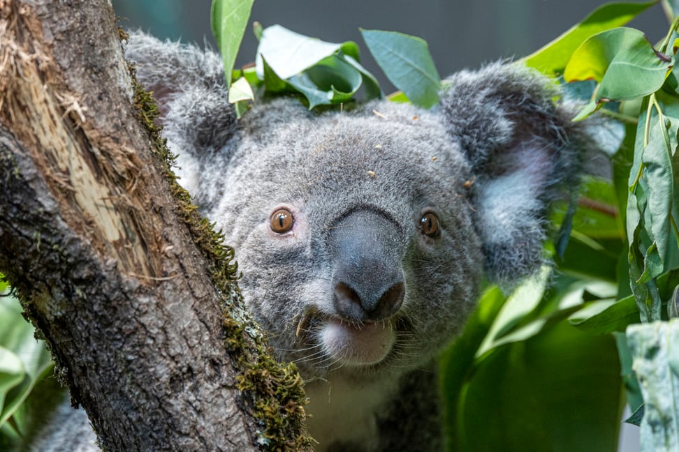 Koalamännchen Tarni in seinem neuen Zuhause Zoo Zürich.