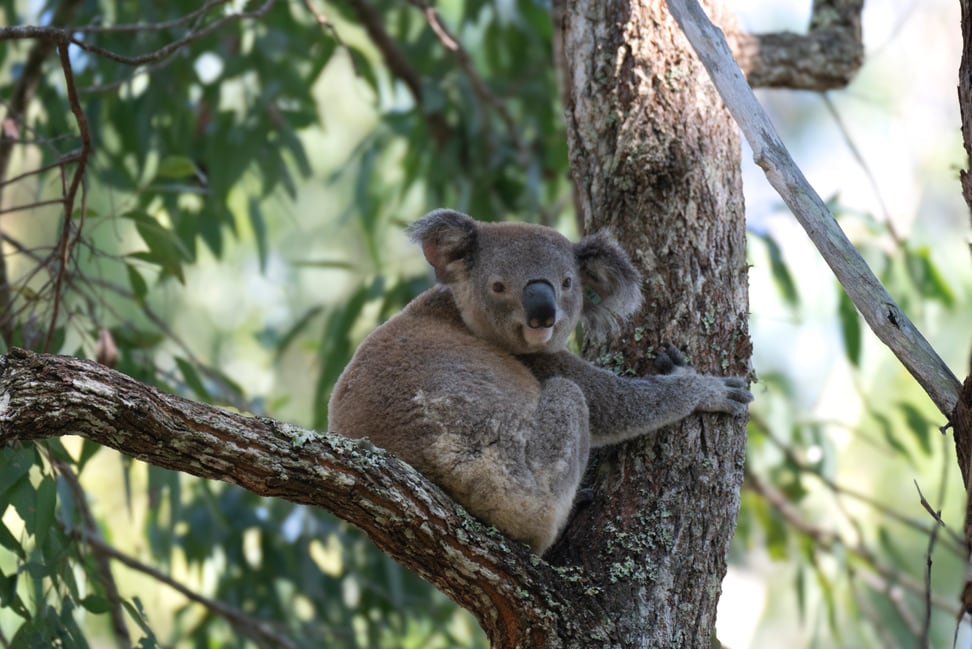 Koala in Australien.