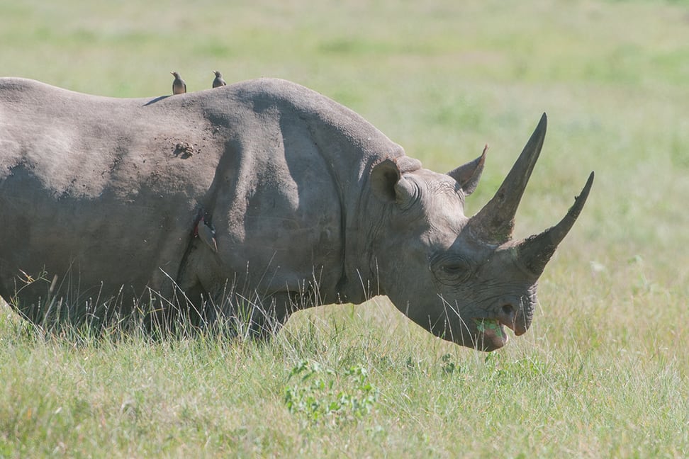 Spitzmaulnashorn in Lewa
