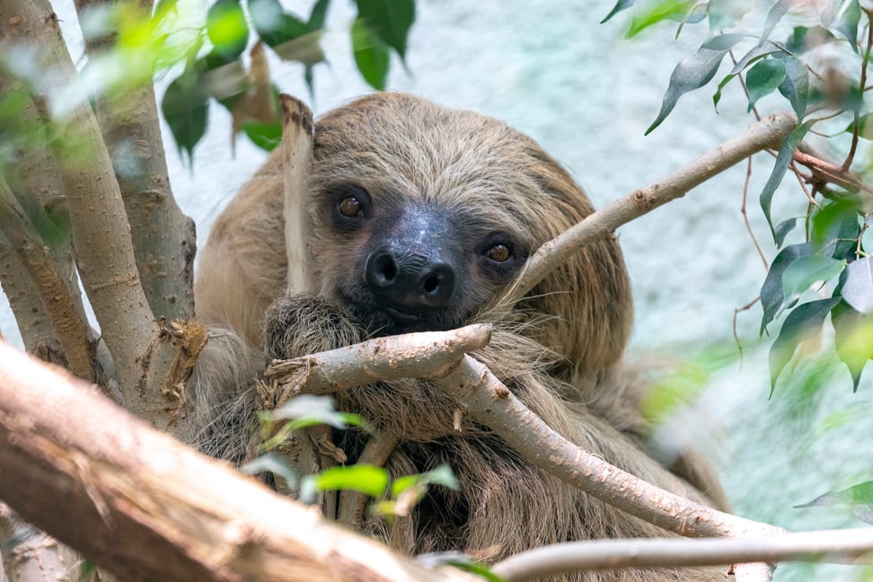 Zweifinger-Faultier im Zoo Zürich. 