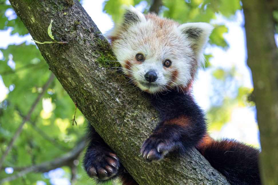 Kleiner Panda Siddhi im Zoo Zürich.