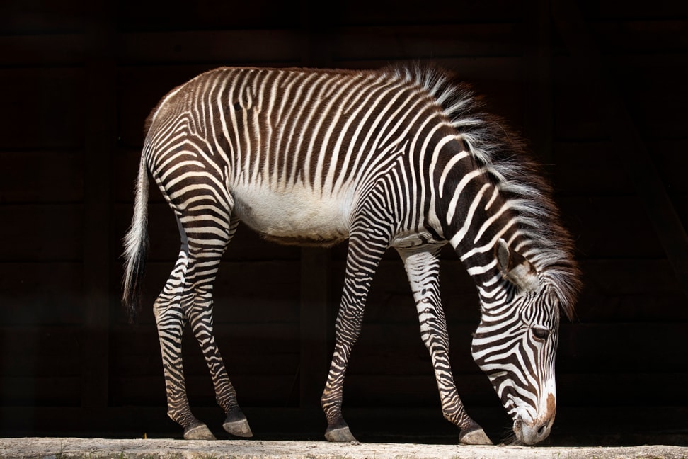 Grevyzebra Riha im Zoo Zürich.